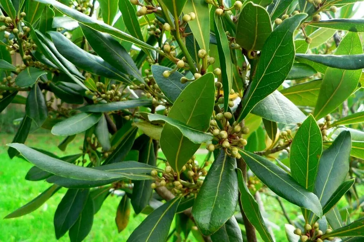 خواص درمانی و شگفت انگیز برگ یک گیاه