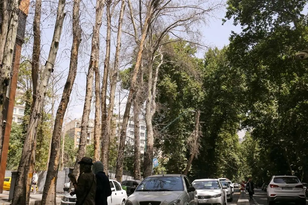 فرضیه جدید درباره خشک شدن درختان خیابان ولیعصر