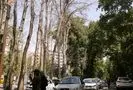 فرضیه جدید درباره خشک شدن درختان خیابان ولیعصر