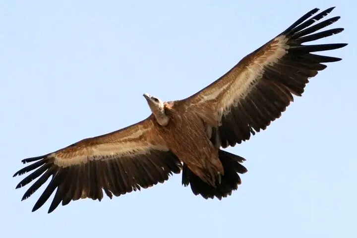 پرواز باشکوه «هما» در آسمان سمنان