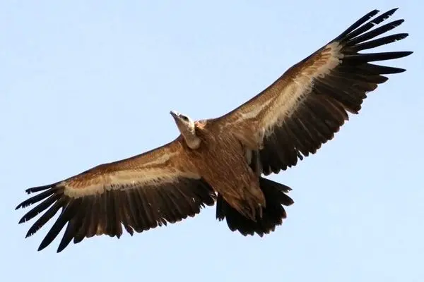پرواز باشکوه «هما» در آسمان سمنان