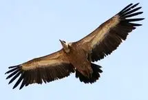 پرواز باشکوه «هما» در آسمان سمنان