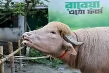 دونالد ترامپ از ذبح نجات یافت