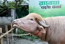 دونالد ترامپ از ذبح نجات یافت