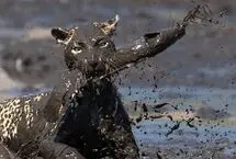 شکارچیِ گیج؛ وقتی پلنگ دم خودش را شکار کرد!