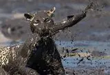 شکارچیِ گیج؛ وقتی پلنگ دم خودش را شکار کرد!