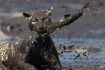 شکارچیِ گیج؛ وقتی پلنگ دم خودش را شکار کرد!