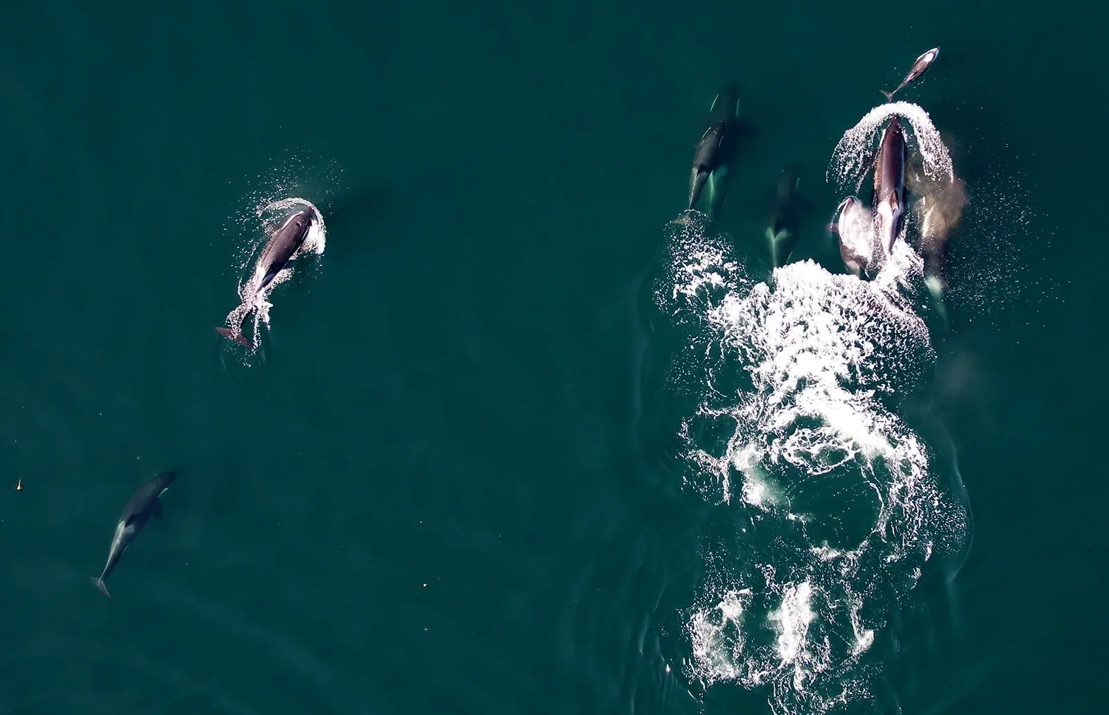 شکار مشترک نهنگ‌ها و دلفین‌ها در سواحل بریتیش کلمبیا