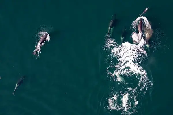 شکار مشترک نهنگ‌ها و دلفین‌ها در سواحل بریتیش کلمبیا