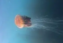 مشاهده عروس دریایی غول‌پیکر به بزرگی یک اتوبوس