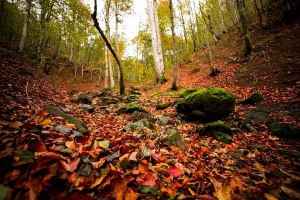 تصاویر؛ مسیر رویایی خلخال به اسالم
