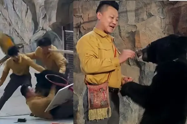 حمله وحشتناک خرس به نگهبان پس از اجرای نمایشی در چین