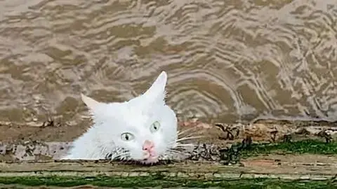 نجات گربه‌  گرفتار در کانال آب 