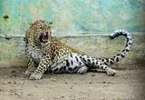 حمله پلنگ به مأمور جنگلبانی هنگام عملیات نجات