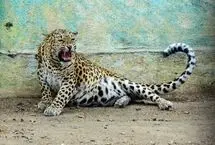حمله پلنگ به مأمور جنگلبانی هنگام عملیات نجات