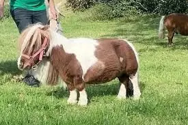 کوچک‌ترین و با نمک ترین اسب جهان 