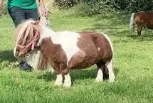 کوچک‌ترین و با نمک ترین اسب جهان 