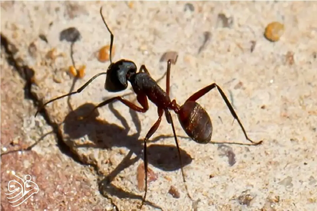 ربات‌هایی که مثل حیوانات مسیرشان را پیدا می‌کنند؛ پایان وابستگی به GPS!