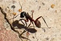 ربات‌هایی که مثل حیوانات مسیرشان را پیدا می‌کنند؛ پایان وابستگی به GPS!