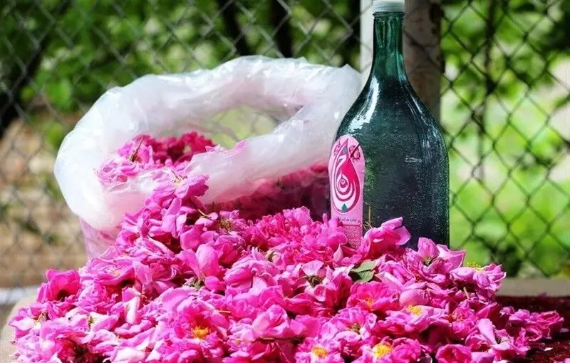 آیین گلاب‌گیری کاشان جهانی شد
