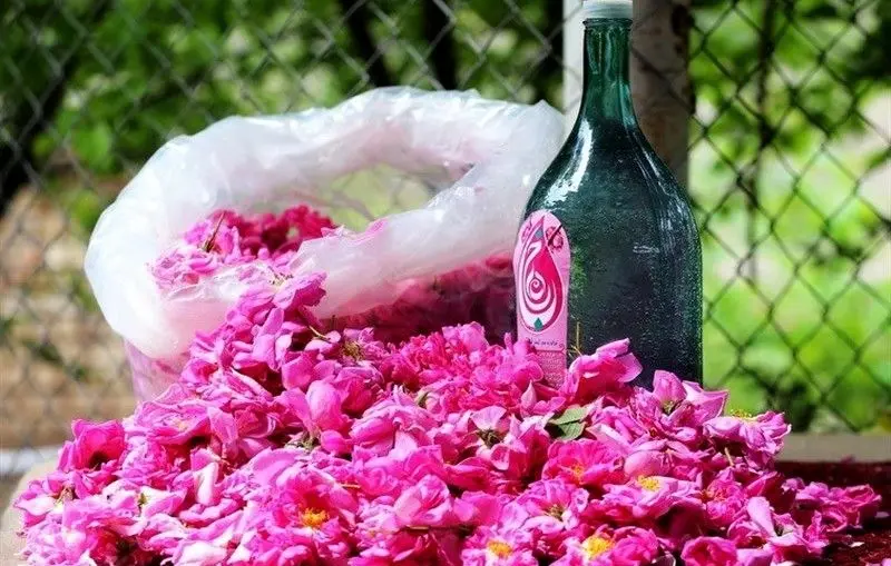 آیین گلاب‌گیری کاشان جهانی شد
