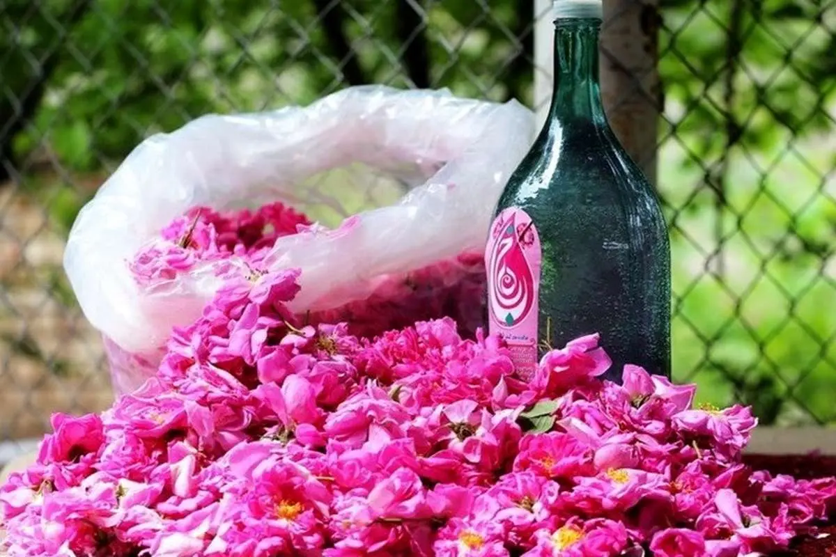 آیین گلابگیری کاشان جهانی شد