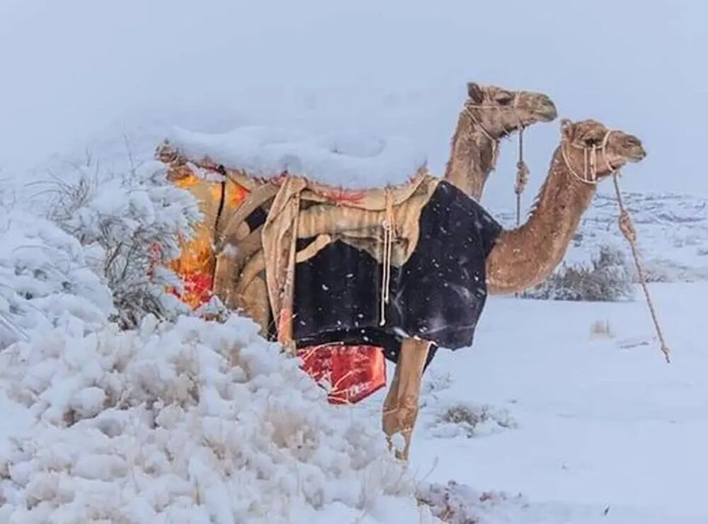 بارش برف در عربستان