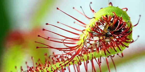 چرا بعضی از گیاهان گوشت می‌خورند؟