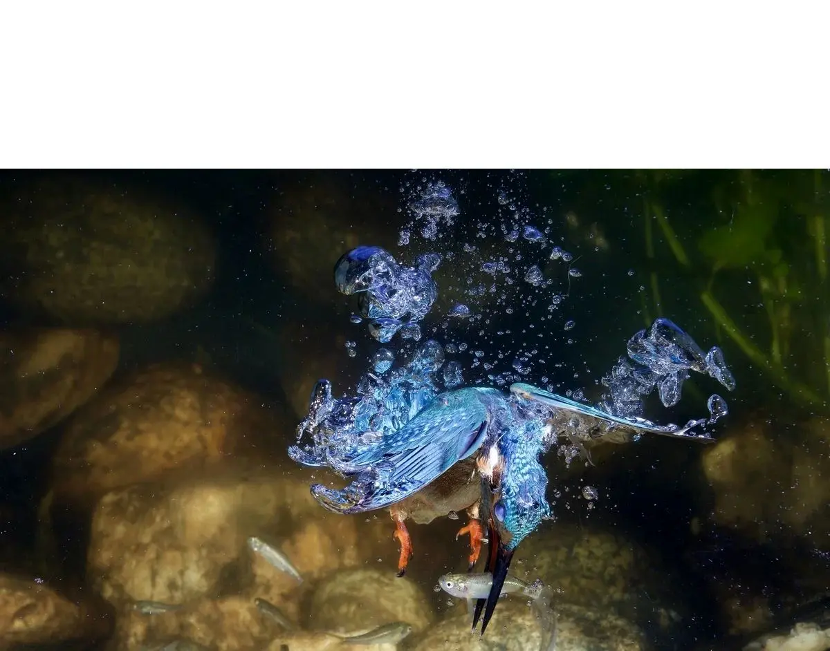تصاویر خیره‌کننده از شیرجه‌های برق‌آسای «ماهی‌خورک» در دل آب