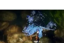 تصاویر خیره‌کننده از شیرجه‌های برق‌آسای «ماهی‌خورک» در دل آب