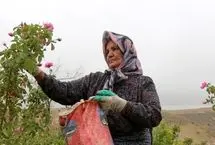 تصاویر؛ برداشت گل محمدی از باغات خراسان شمالی