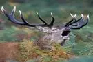 نبرد شاخ‌ها در جنگل‌های هیرکانی