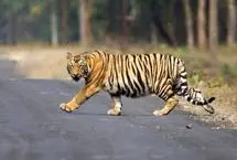 ببینید؛ یک ببر با بستن جاده باعث توقف کامل خودروها شد