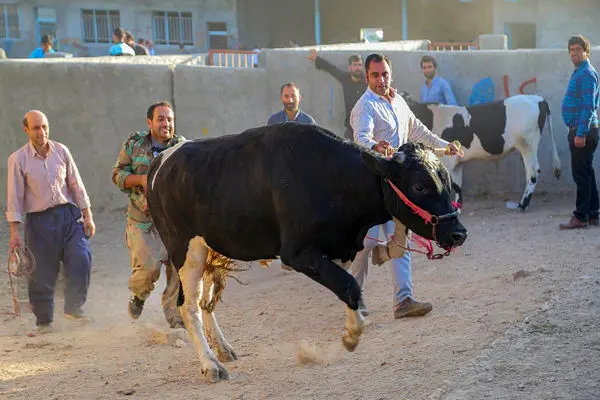 تصاویر؛ رونق بازار فروش دام در آستانه عید قربان