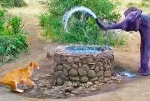 نمایش قدرت فیل؛ پاشیدن آب بر گله شیرها