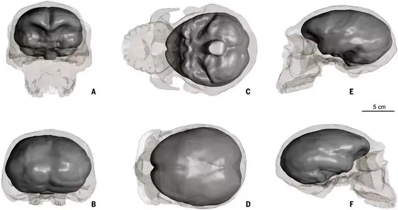 1m-year-old-skull-points-to-earlier-origins-of-modern-humans-۲-1024x543