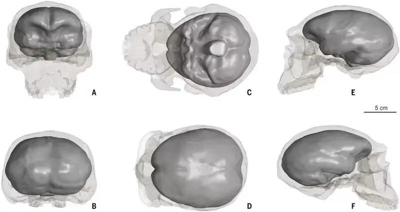 1m-year-old-skull-points-to-earlier-origins-of-modern-humans-۲-1024x543