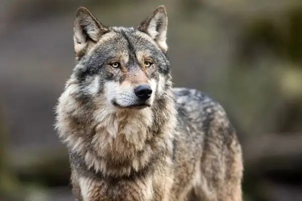 تلاش ناکام گرگ اوراسیایی برای شکار گوزن 