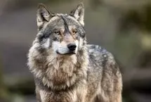 تلاش ناکام گرگ اوراسیایی برای شکار گوزن 