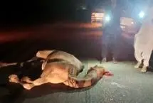 شترهای سرگردان جان رانندگان را تهدید می‌کنند