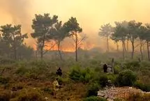 مافیای چوب پشت پرده آتش‌سوزی‌های سریالی جنگل‌های کشور؟