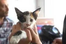 نجات یک گربه با میز اتو