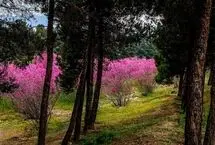 تصاویر؛ به رنگ ارغوان