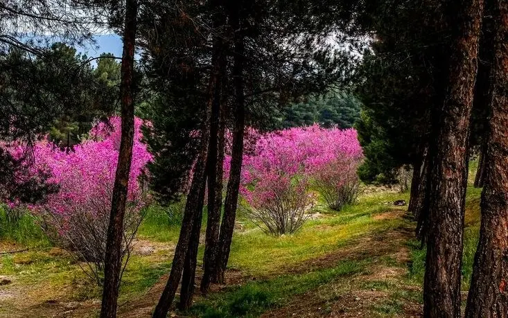تصاویر؛ به رنگ ارغوان