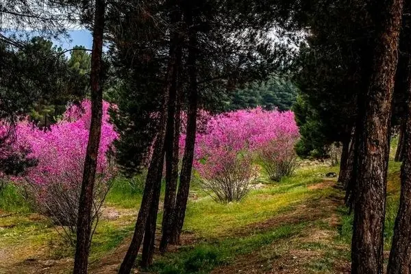 تصاویر؛ به رنگ ارغوان