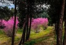 تصاویر؛ به رنگ ارغوان