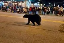 یک خرس بدون دعوت قبلی در برنامه کریسمس رژه رفت