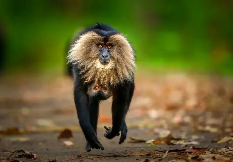 تصاویر حیات وحش