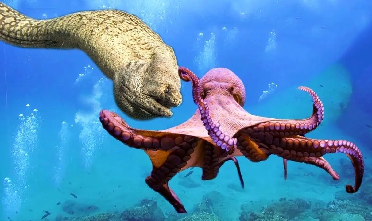 مارماهی مورای شکارچی غافلگیرکننده اختاپوس