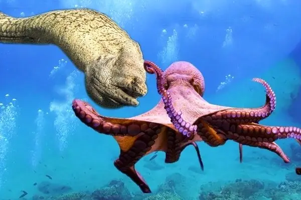 مارماهی مورای شکارچی غافلگیرکننده اختاپوس